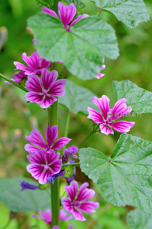 通常是Mallow / Malva Mauritiana / Malva Sylvestris